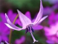 北陸　春の妖精　優美で可憐な薄紫の花を咲かせる