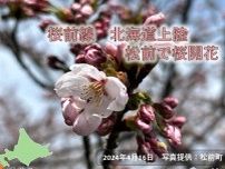 北海道　松前で桜開花　史上2番目に早い開花に