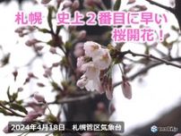 札幌で桜開花　史上2番目の早さに