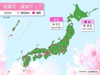 帯広で桜開花　函館で桜満開　ともに平年より9日早く　昨年より3日遅い