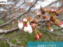 北海道　根室で日本一遅咲きの桜開花