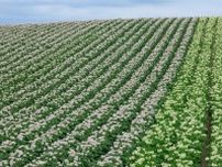 初夏の北海道、畑に整然と並ぶジャガイモの花が見ごろ