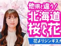 【動画あり】他県と違う！北海道ならではの桜を紹介！【エゾヤマザクラ】
