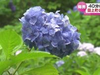 田上町の護摩堂山で「あじさい」が見ごろ　約3万株が梅雨時を彩る 《新潟》