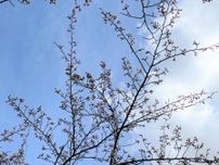 【速報】新潟市で桜が開花を発表　観測史上もっとも早い　