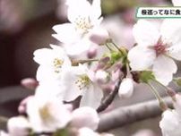 桜の名所とご当地グルメ『桜巡ってなに食べる？』　足利市の鑁阿寺「桜×シューマイ」