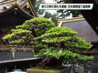 悠久の時の流れ 凝縮した美…日光東照宮で日本宝樹展 全国各地から集まった盆栽40点を世界遺産に展示