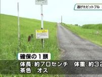 逃げたピットブル２匹のうち１頭を確保　栃木市内の民家で　残る１頭の捜索続く　