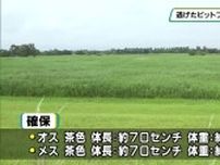 栃木市で逃げたピットブル２頭とも確保　現場周辺で見つかる　警察「第三者に危害与えないよう管理徹底を」
