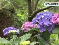 太平山の初夏を彩る　１４日から「あじさいまつり」　太平山神社の石段両脇に約２５００株のアジサイ