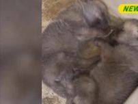 日本の動物園で初めて　那須どうぶつ王国でホッキョクオオカミが２頭誕生