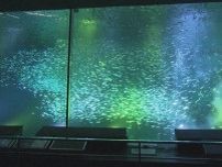 泳ぐ姿が流れ星のように…1万5千匹のマイワシのショー テーマは“流星群”でライトに照らされ一列で泳ぐ
