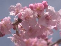 例年より1週間程早く咲き始める…早咲きの「河津桜」が見頃 約150本が淡いピンク色の花咲かせる 三重
