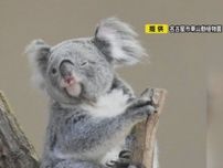 動物園スタッフが撮影した『決定的瞬間』ウインクするコアラや直立不動で寝るゴマフアザラシの画像がバズる