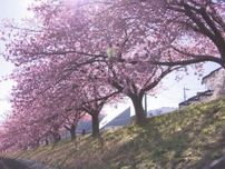 早咲きの河津桜…愛知県岡崎市の乙川堤防に植えられた『葵桜』がほぼ満開に 見頃は今週末頃まで続く見通し