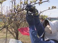 “火傷病”での輸入停止受け…愛知の梨の産地で農家に提供する交配用花粉の採取始まる 農家から安堵の声