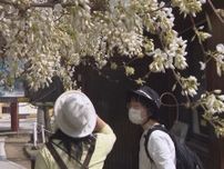 家康ゆかりの寺で…珍しい“白い藤の花”が見ごろ 本堂の脇で参拝客を楽しませる 愛知・岡崎市の松應寺