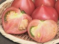 栽培農家少なく…幻のトマト「ルネッサンス」出荷始まる 断面がハート型で酸味と甘み凝縮 愛知・設楽町