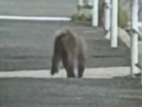 天白区から昭和区へ移動か…名古屋で『サル』の目撃情報 10件以上通報相次ぐ「子ザルより少し大きいぐらい」