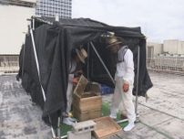 9月下旬頃から販売予定…名古屋栄三越の屋上で“ハチミツ作り” 約3万匹のミツバチが名古屋の街中から蜜集める