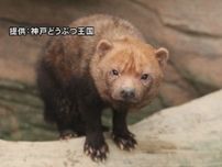 最も原始的な犬と呼ばれる…『ヤブイヌ』が名古屋の東山動植物園へ 神戸市の動物園で生まれたオスのヒロマル