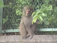 道路を横切り反対側へ…名古屋市守山区で『猿』の姿をカメラが捉える 素早い動きでフェンス越えて茂みの中に