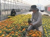 ガーデニング等に人気…初夏の花「マリーゴールド」の出荷が最盛期 メキシコ原産で暑さに強く 三重・紀北町