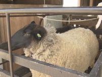 3歳のメス“鈴木さん”がすっきりと…「牧歌の里」で羊の毛刈り 約3kgが刈り取られ来場者に無料プレゼント