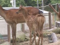 6月に生まれたばかり…岡崎市の東公園動物園でニホンジカの赤ちゃん「クララ」公開 来園者に愛らしい姿見せる