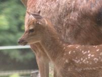 クラファン期間中に生まれ命名…ニホンジカの赤ちゃん「クララ」公開 来園者楽しませる 愛知県の東公園動物園