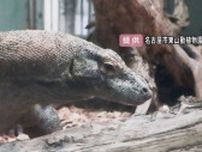 “生きた恐竜”とも…世界最大のトカゲ『コモドドラゴン』名古屋・東山動植物園に到着 8月下旬頃から公開予定