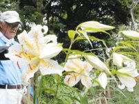 ヤマユリ　香り高く咲く　利根・大平野生植物園で祭り　8日まで
