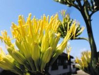 「アオノリュウゼツラン」五霞町の農家宅で栽培70年　初めて開花「どんな実がなるのか」