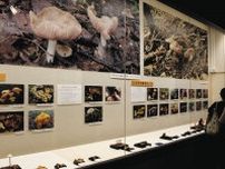 県内キノコ　標本や写真で紹介　宇都宮の県立博物館で企画展　食用と毒の見分け方も解説