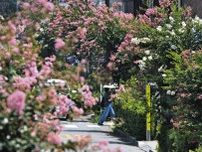 百日紅、高島平で見ごろです　さて、この花の名は何と読む？