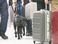 「汚れたカネ」の臭いをクンクン　紙幣探知犬2頭、成田空港に国内初の導入　新紙幣もかぎ分ける実力