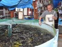 温泉水使って高級魚「マツカワ」養殖　旧新八温泉（青森・八戸市）で実証実験