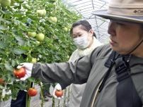 モスバーガーのトマト、青森県内全店舗で蓬田村産に　26日から3日間　限定バーガー登場