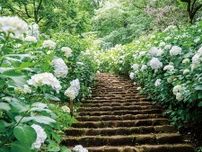厚木市にある県立七沢森林公園 のあじさい階段は６月半ばが見頃 〈厚木市・愛川町・清川村〉