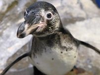 愛称「イト」に 新江ノ島水族館のペンギン〈藤沢市〉