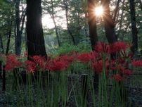 相模原北公園 ヒガンバナが見ごろ 赤い絨毯、幻想的に〈相模原市中央区〉