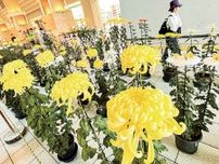 センター南 菊の花、華やかに 11月10日まで展示〈横浜市都筑区〉