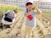 上飯田幼稚園 園児たちに実りの秋 今年も稲を収穫〈横浜市泉区〉