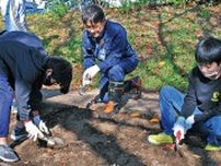 川向町 チューリップの植栽 １５０人が球根植える〈横浜市都筑区〉