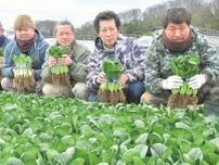 地産小松菜、収穫順調に 11月初旬に旬迎え〈横浜市都筑区〉