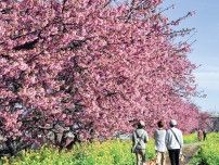 ２月23〜25、３月２・３日 　４年ぶりに茅ヶ崎市の「小出川桜まつり」が開催！ 菜の花との共演も〈茅ヶ崎市〉