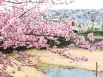 一足早く河津｢桜｣が満開 領家の雨水調整池など〈横浜市泉区〉