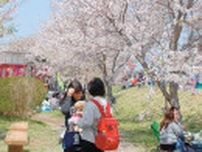 ５年ぶり桜まつり開催 ３月31日、小出川沿いで〈茅ヶ崎市〉
