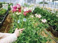 今月末まで 愛川町で季節の花ラナンキュラスを販売〈厚木市・愛川町・清川村〉