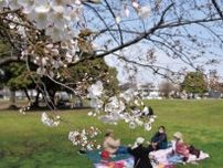 去年より１週間遅い春の訪れ 大師公園の桜の開花〈川崎市川崎区・川崎市幸区〉
